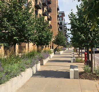 Native plants along sidewalk