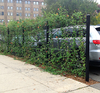 Plants screening parking area