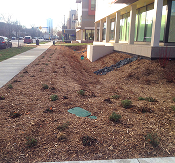 Rain garden