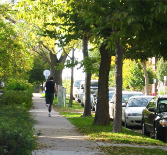 Tree canopy in residential neighborhood