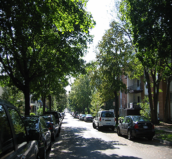 Urban Tree Canopy