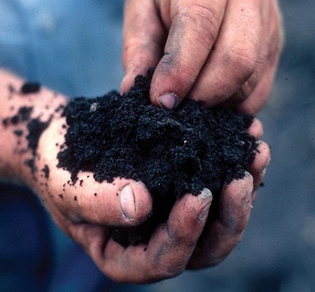 Person Holding Soil